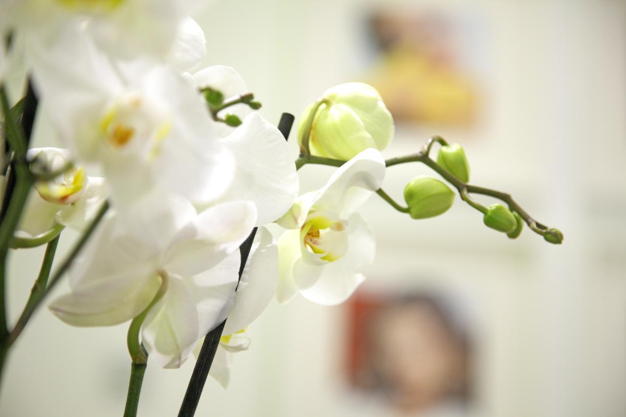 Prado Suite Madrid Dış mekan fotoğraf